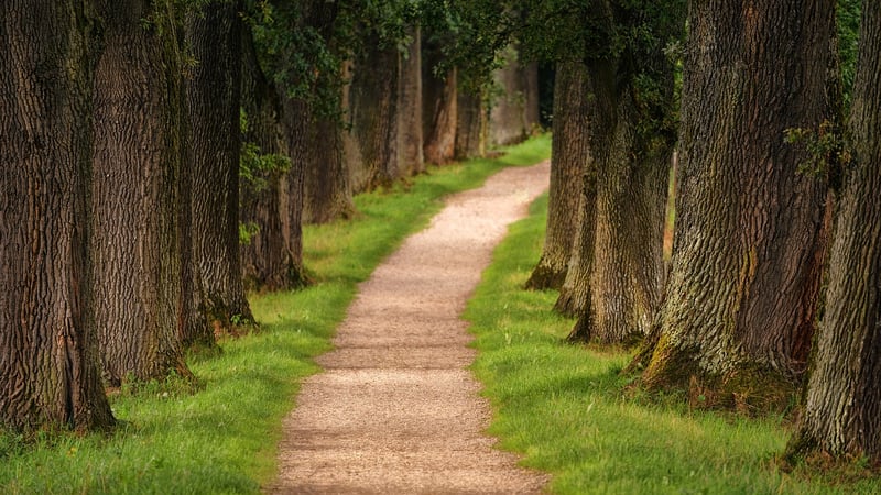 Forest Path